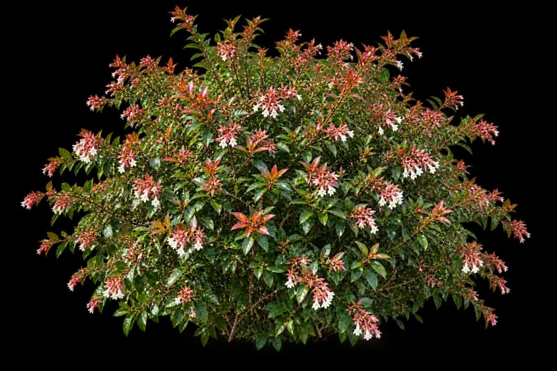 Ruby Anniversary Abelia — photo 1