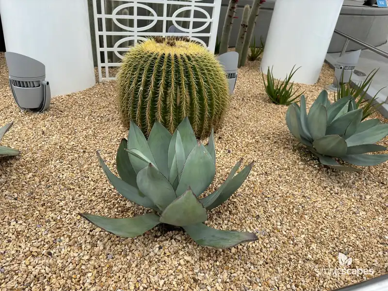 Agave celsii — photo 1