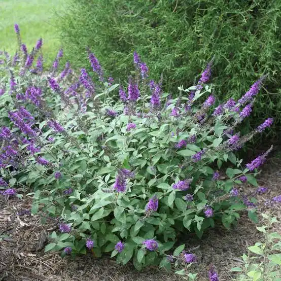 SMVACBD Blue Diddley® Chaste Tree — photo 1