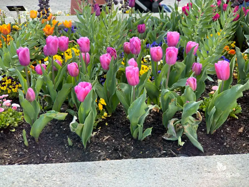 Tulip 'Fortress' — photo 1
