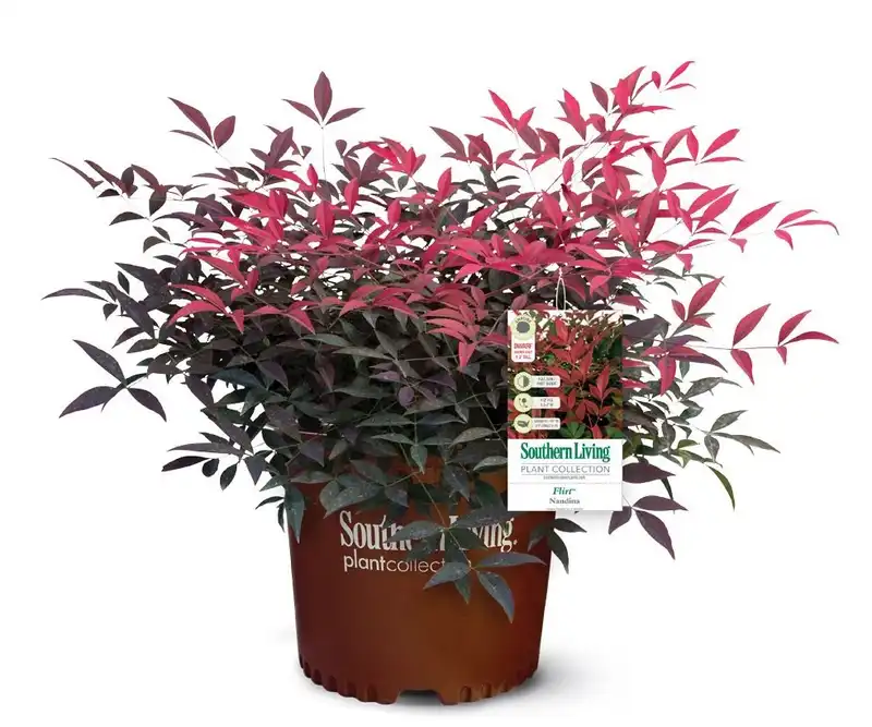 Nandina Flirt™ — photo 1