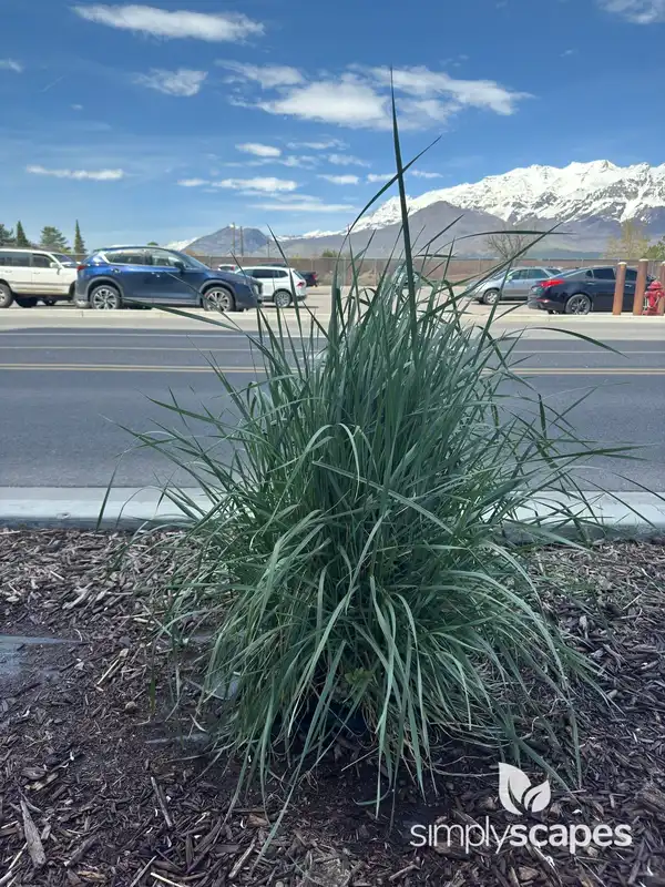 Lemon Grass Plant (Cymbopogon citratus) — photo 1