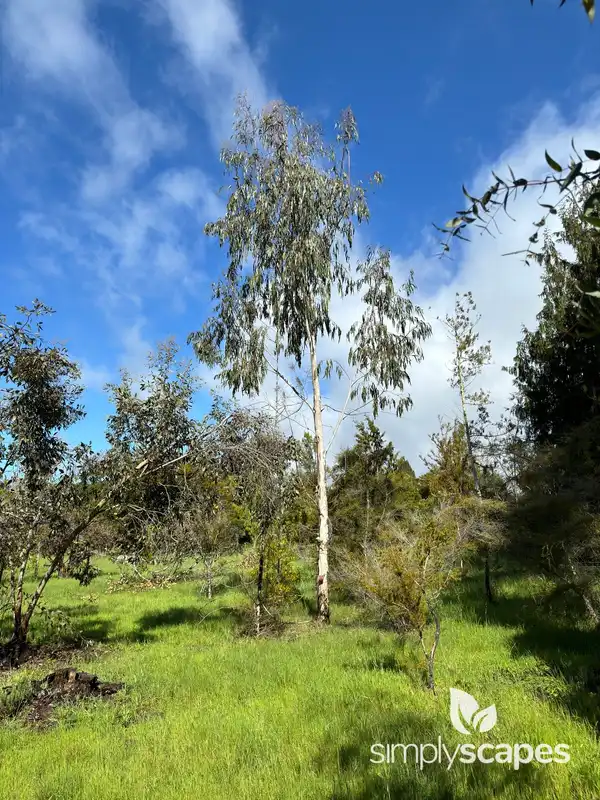 Lemon-scented gum — photo 1