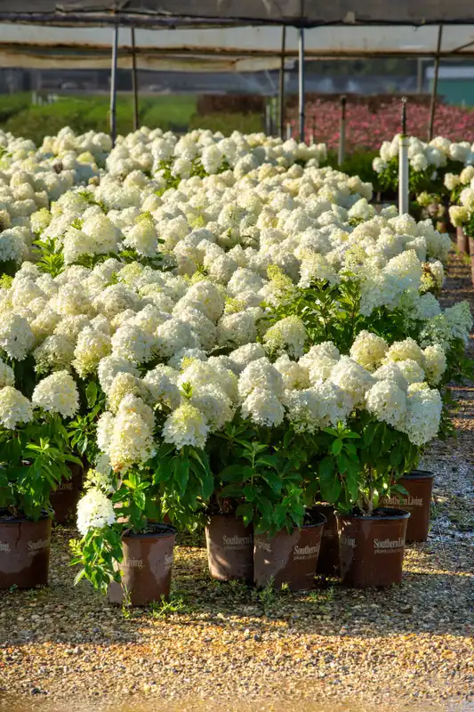 Hydrangea White Wedding® — photo 1