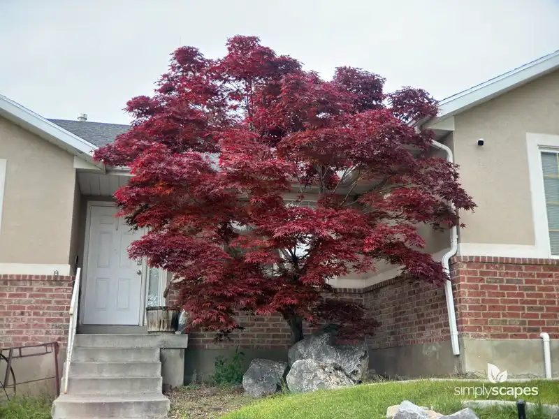 Japanese Maple Tree — photo 1