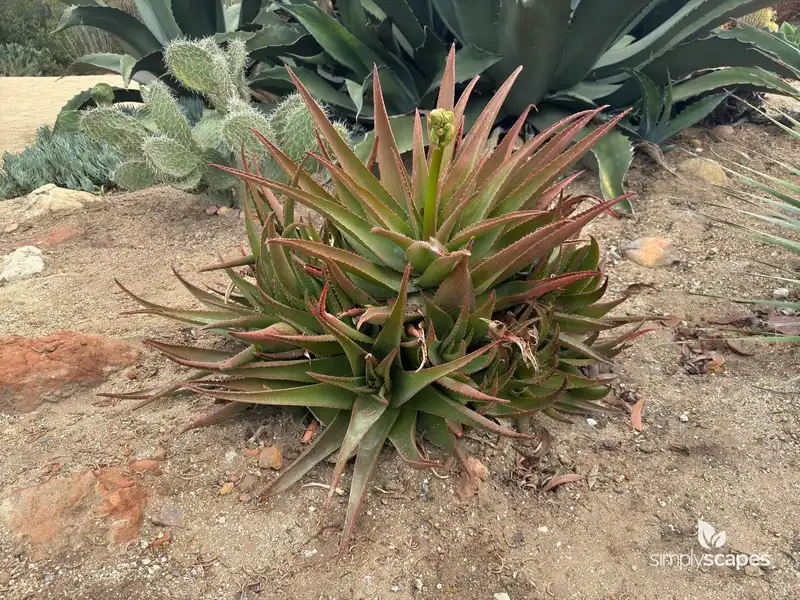 Aloe Plant — photo 1