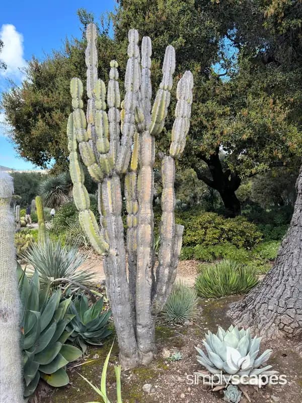 Totem Pole Cactus — photo 1