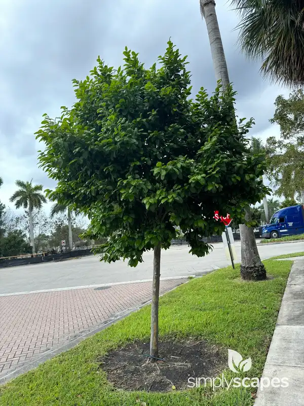 Citrus Tree — photo 1