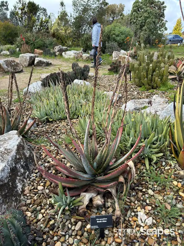 Fan Aloe — photo 1