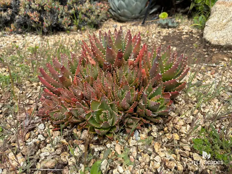 Mitre Aloe — photo 1
