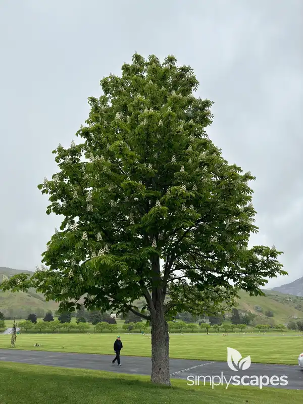 Horse Chestnut Tree — photo 1
