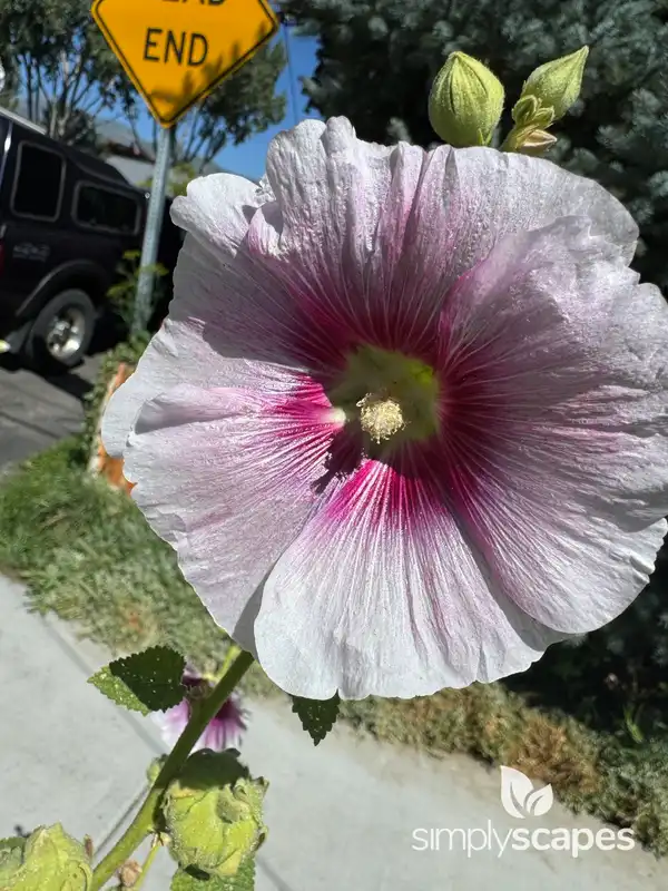 Hollyhock — photo 1