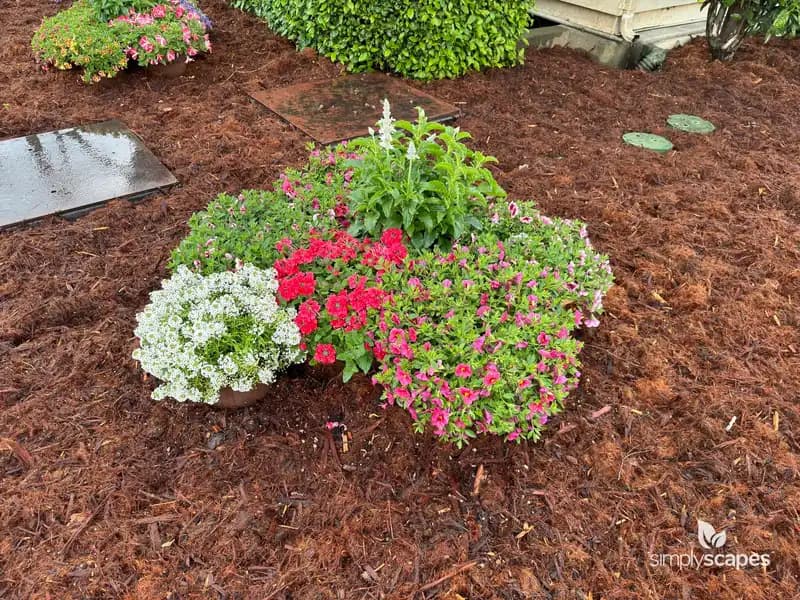 Common Garden Petunia — photo 1