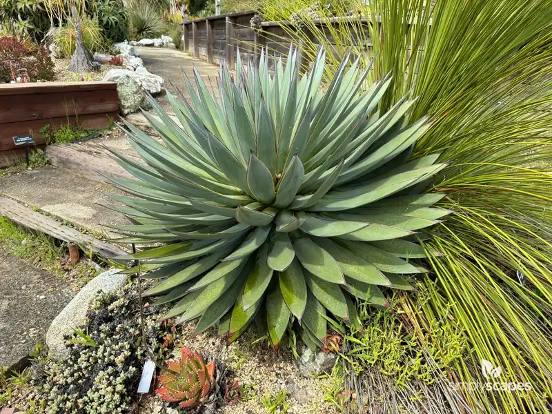 Toumey's Agave Bella — photo 1
