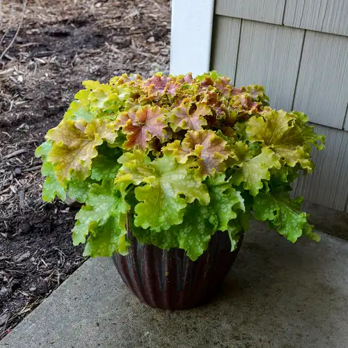 Dolce® Apple Twist Coral Bells — photo 1