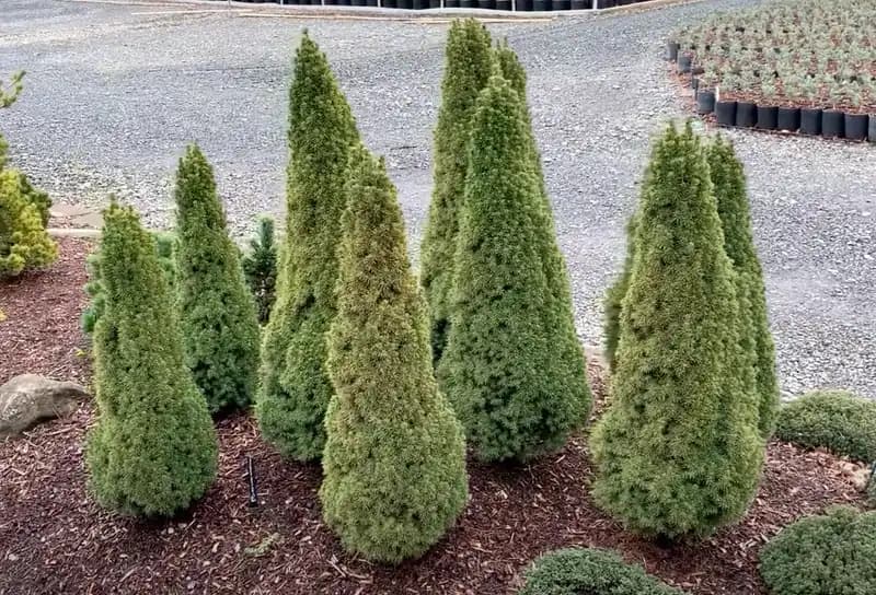 Jean's Dilly® Alberta Spruce Tree — photo 1