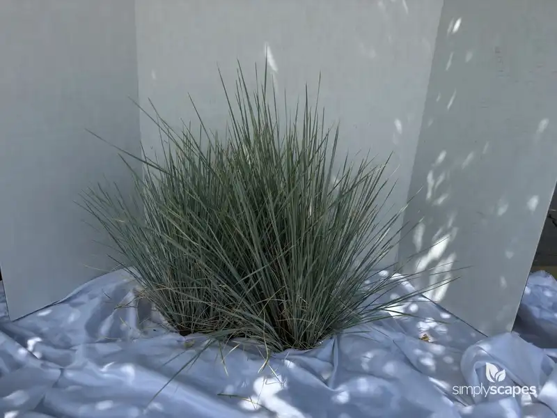 Spreading Rush — photo 1