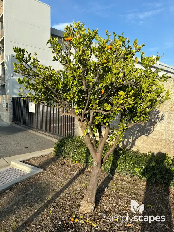 Dancy Tangerine Tree — photo 1