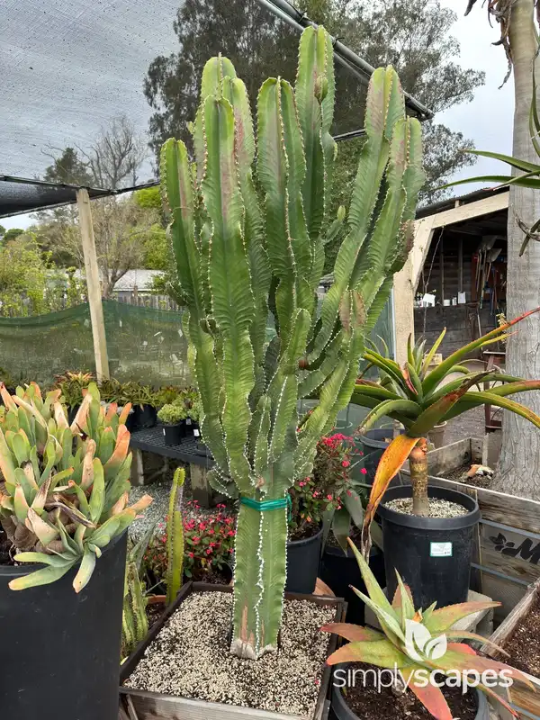 African Milk Tree Cactus — photo 1