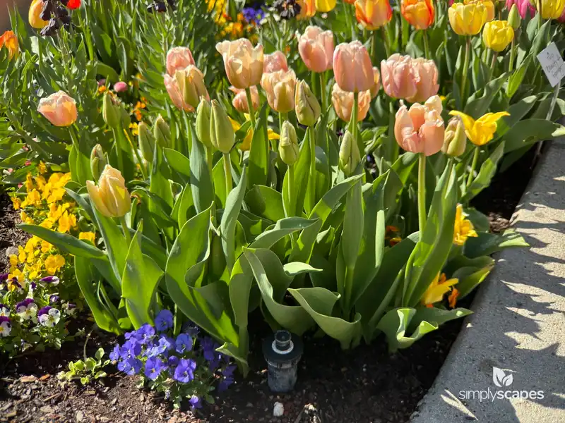 Tulip 'Apricot Pride' — photo 1