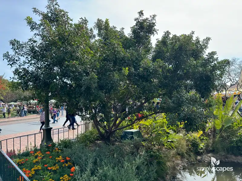 Brazilian Pepper Tree — photo 1