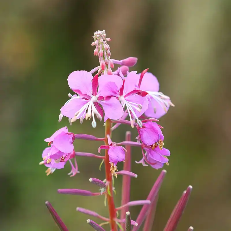 Fireweed — photo 1