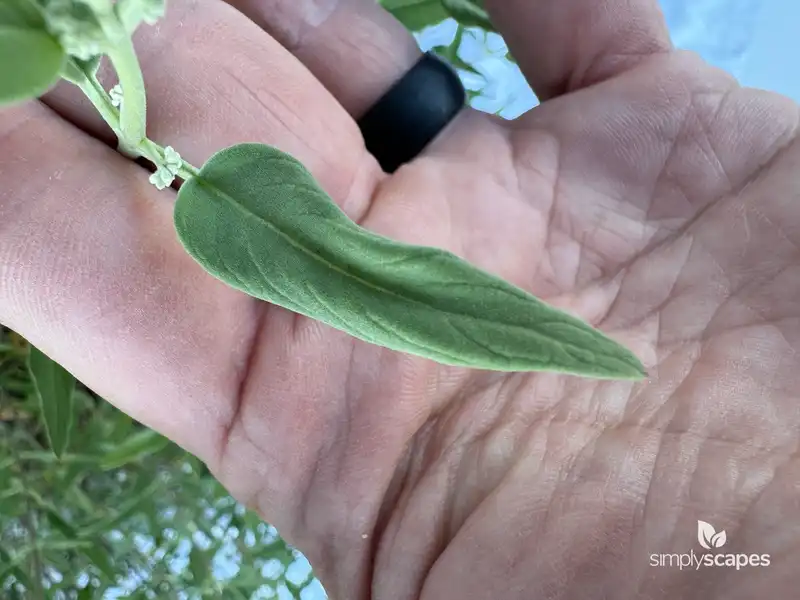 Bluebeard Plants — photo 1