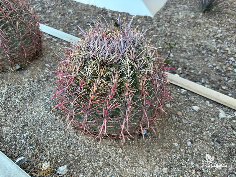 California Cactus Barrel — photo 1