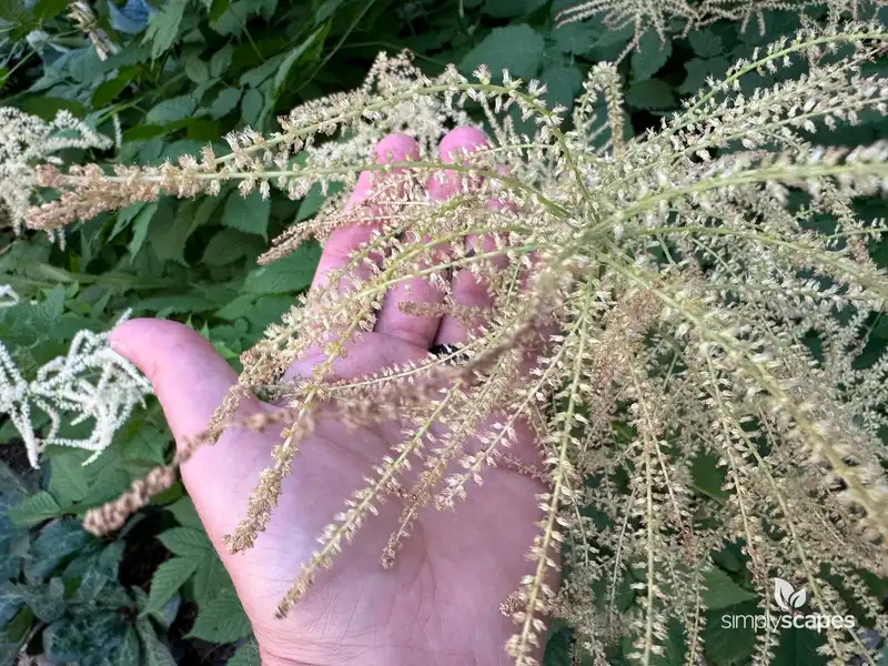 Goat's Beard — photo 1