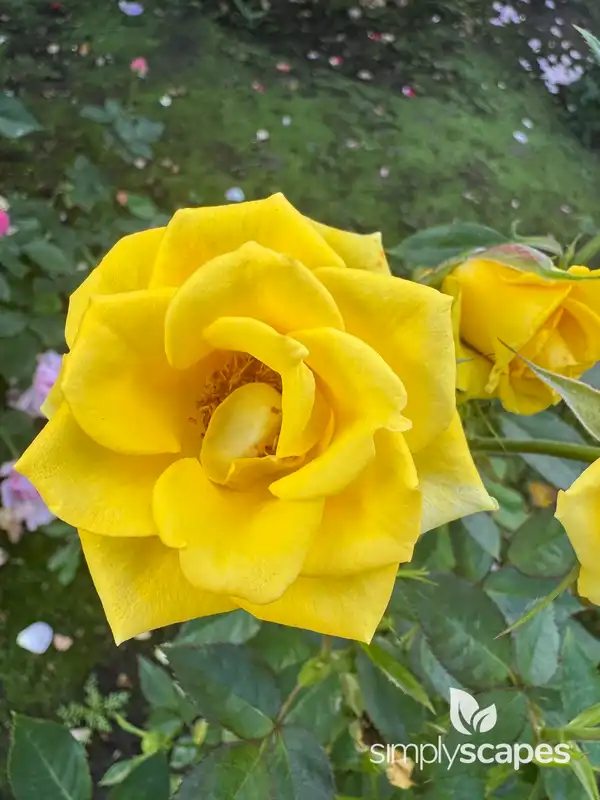 Rose — photo 1