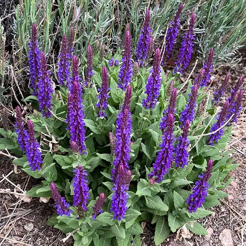 Little Night Salvia — photo 1