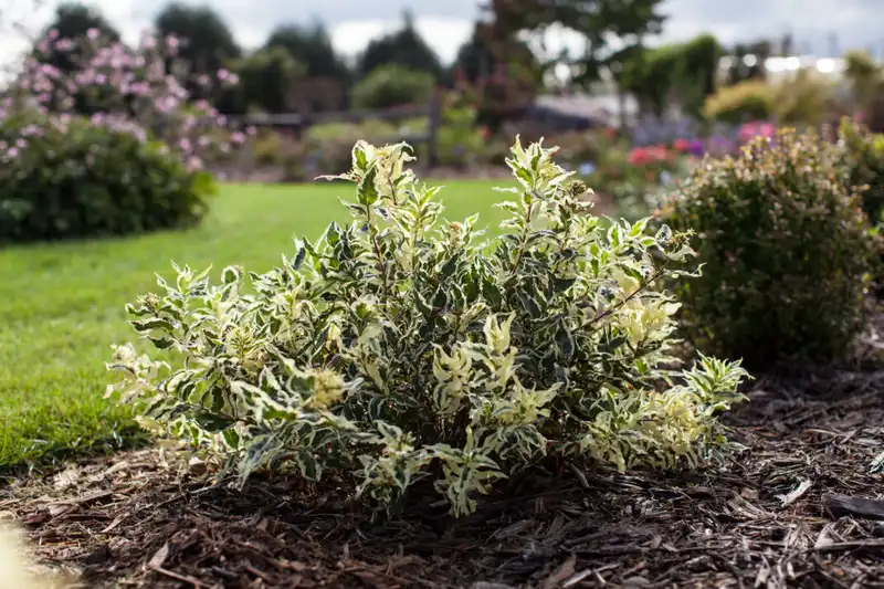 Cool Splash® Dwarf Honeysuckle — photo 1
