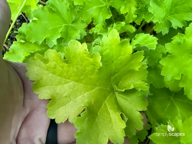 Coral Bells - Green (Heuchera) — photo 1