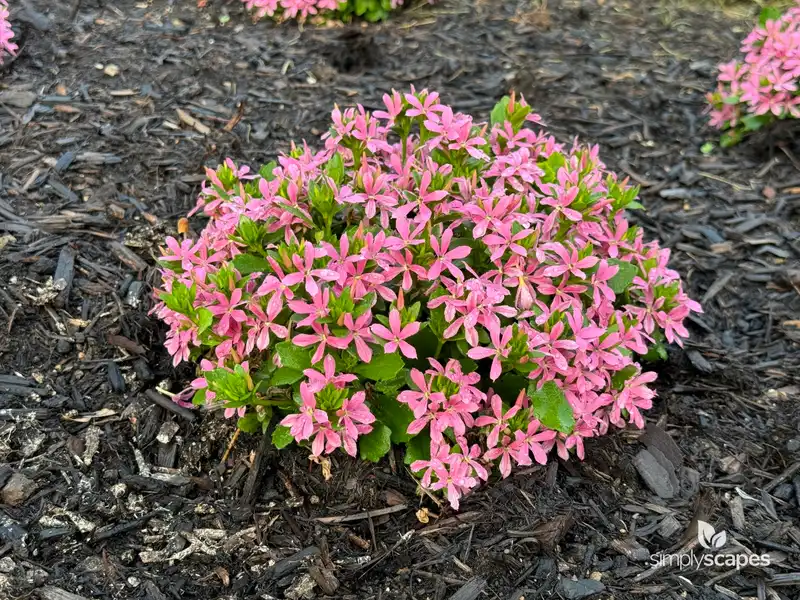 Fan Flower (Scaevola) — photo 1