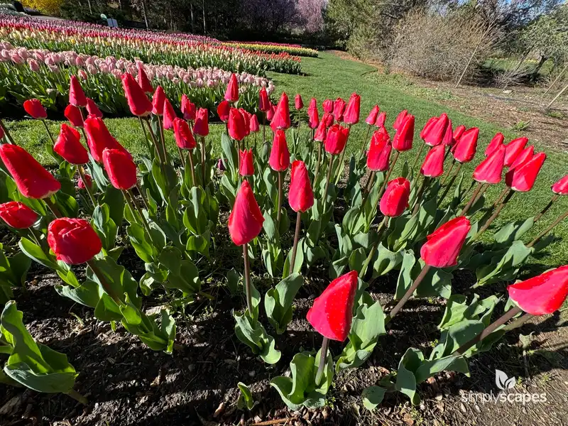 Garden Tulips — photo 1