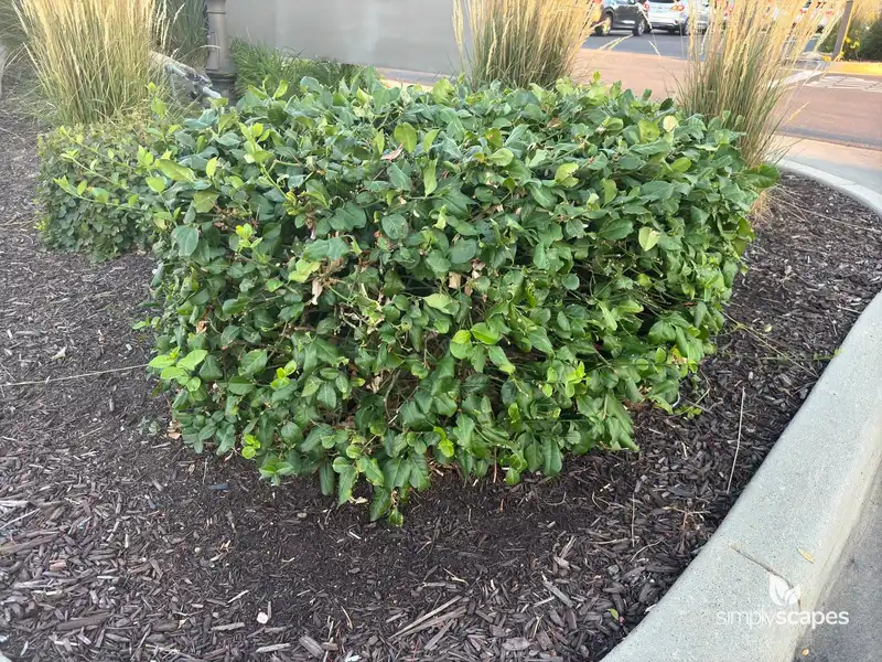 Wintercreeper Climbing Euonymus — photo 1