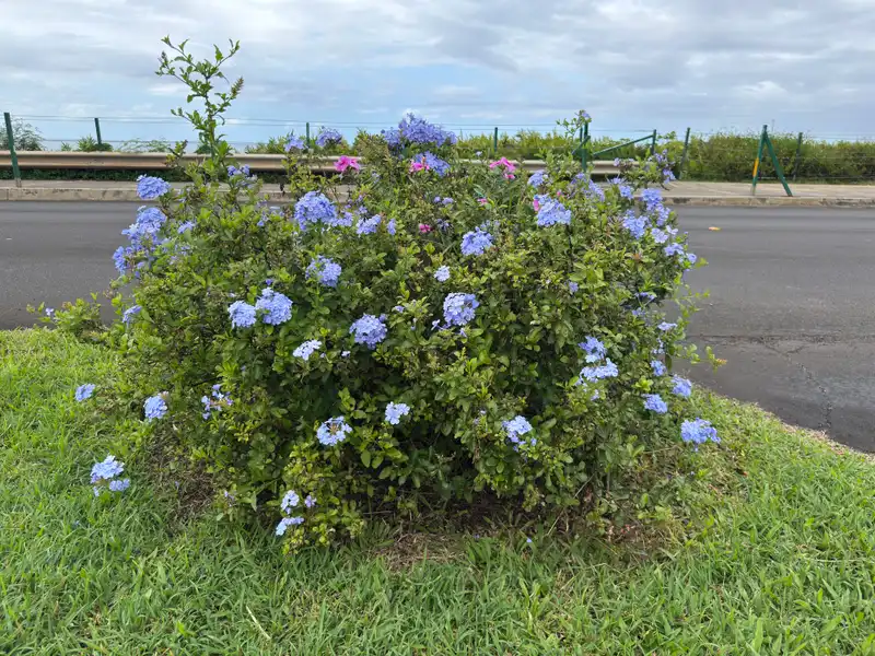 Cape Leadwort — photo 1