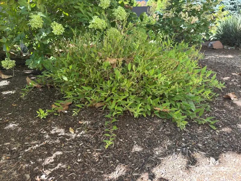 Deutzia — photo 1