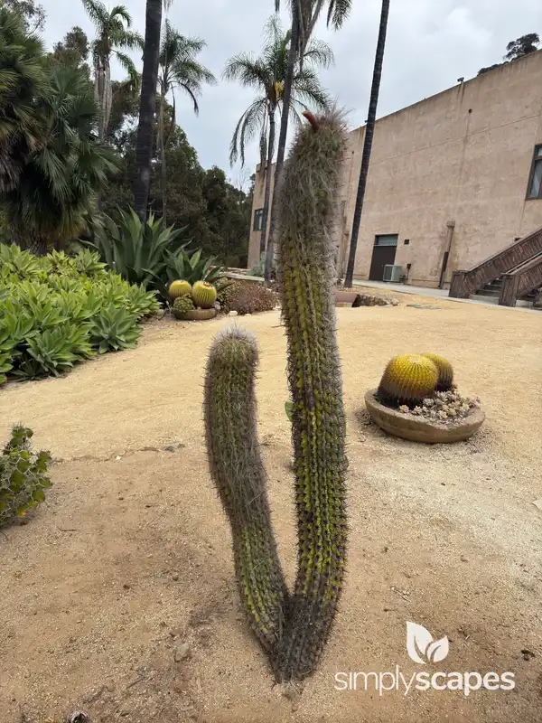 Old Man Cactus — photo 1