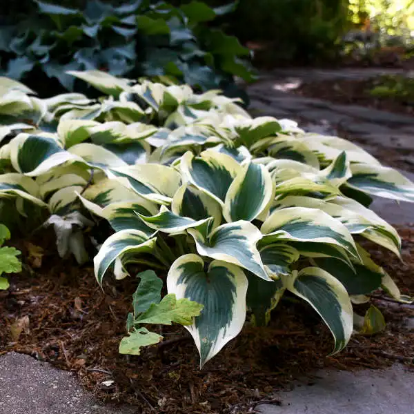 Blue Ivory Hosta — photo 1