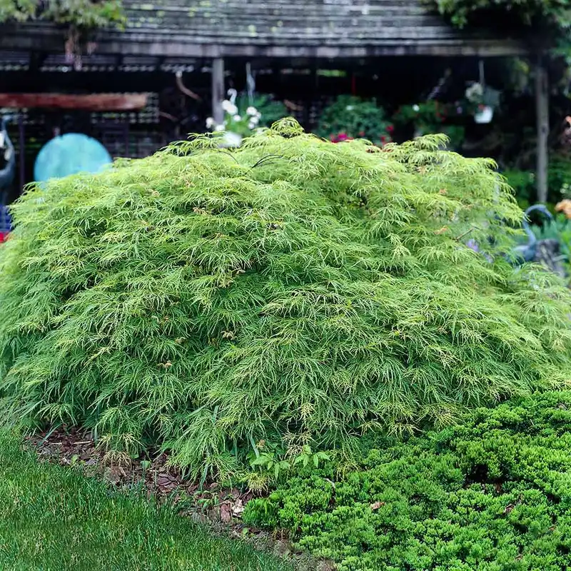 Weeping Japanese Maple 'Viridis' Tree — photo 1