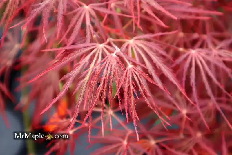 Crimson Queen Japanese Maple — photo 1