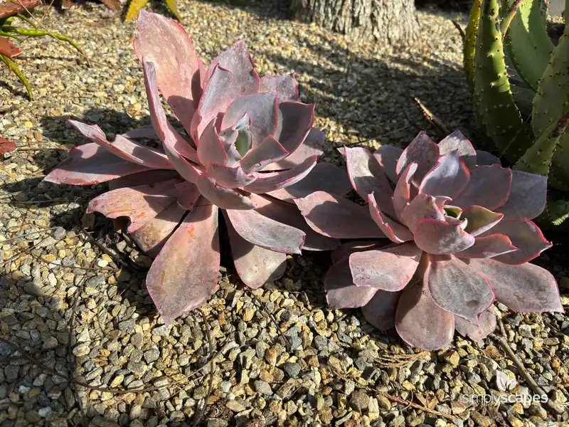 Echeveria 'Afterglow' — photo 1