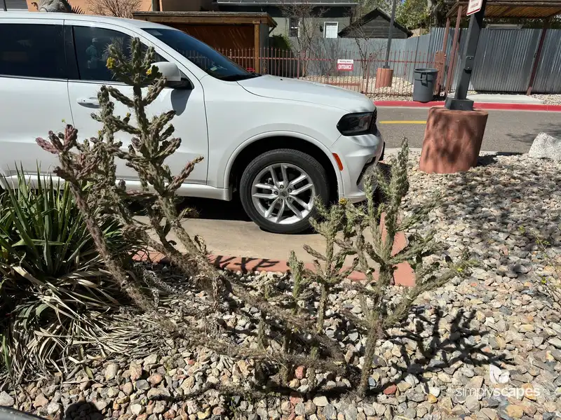 Tree cholla — photo 1