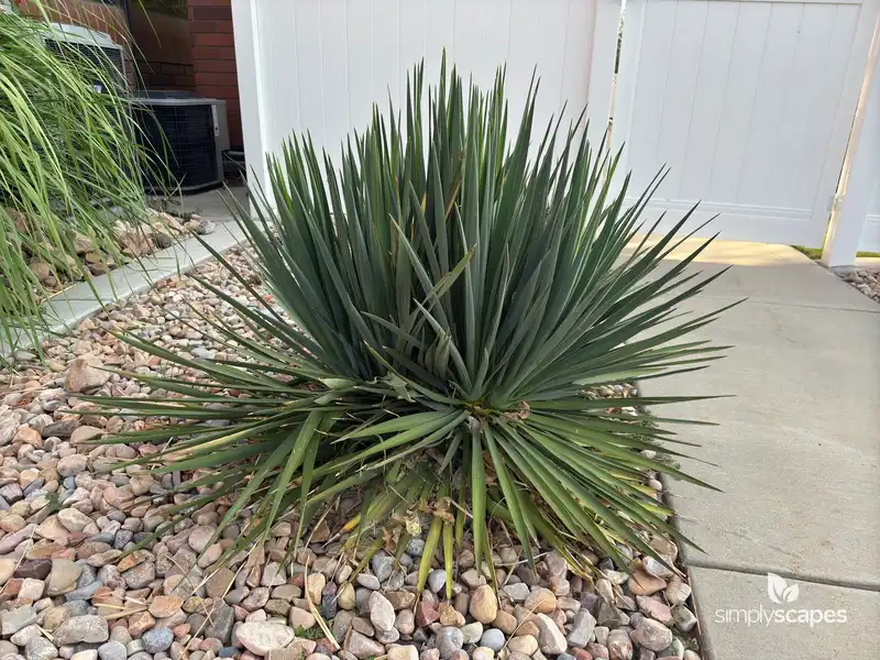 Spanish Dagger Yucca — photo 1