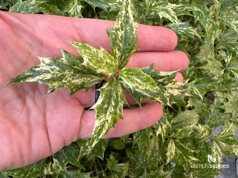 Tea Olive Shrub — photo 1