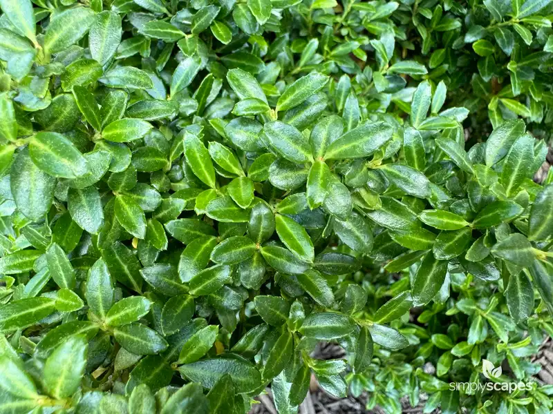Japanese Holly — photo 1