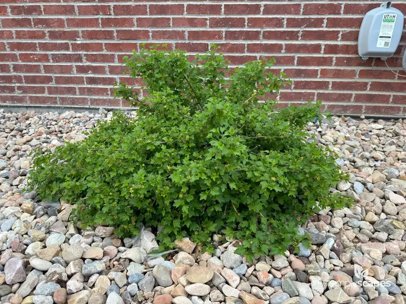Red Currant — photo 1