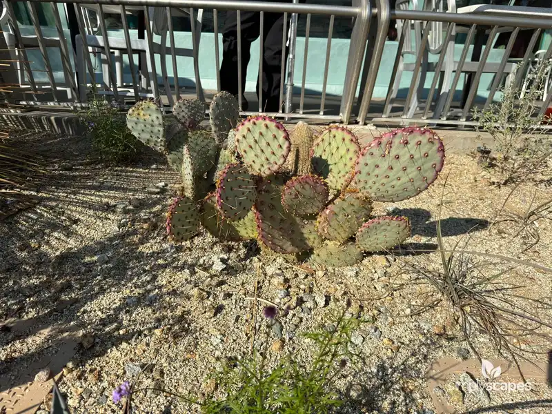 Purple Pancake Prickly Pear — photo 1