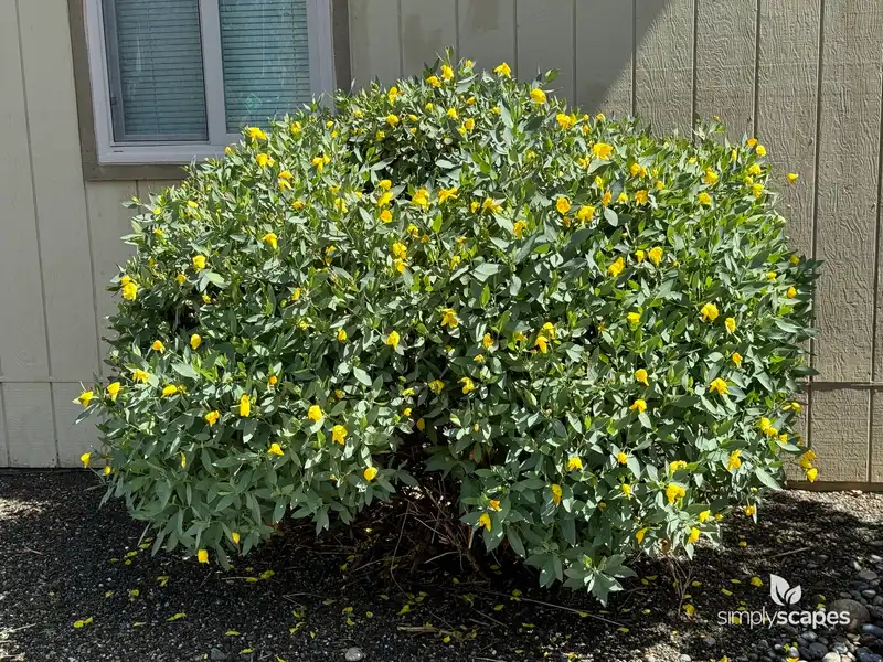 Bush poppy — photo 1